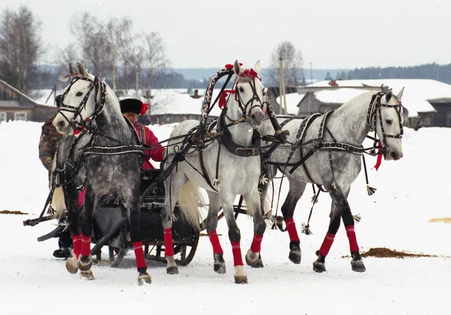 Picture of white horses pulling a sleigh